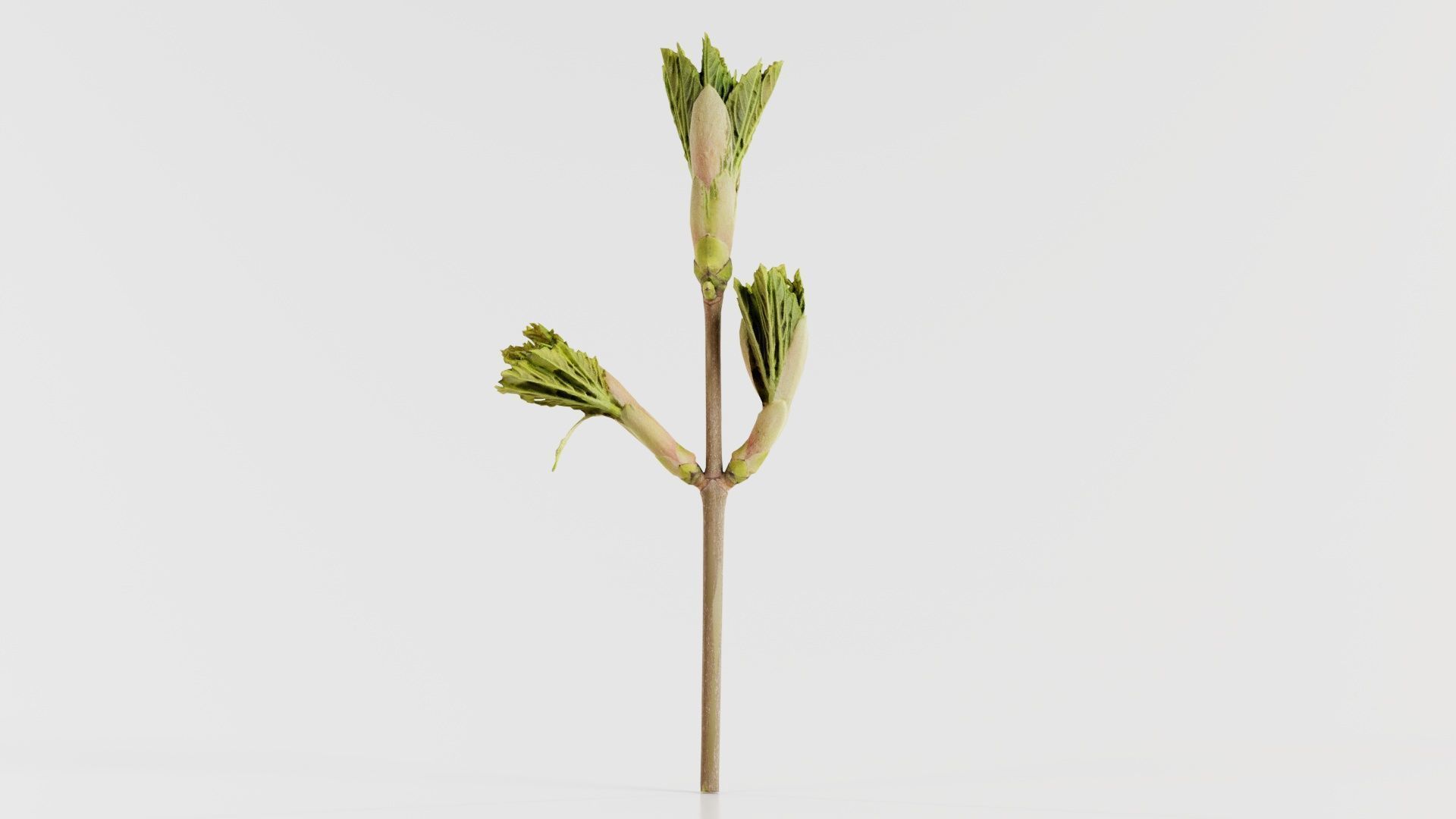 Sycamore Maple Sapindaceae Sprout Low-poly 3D model_8