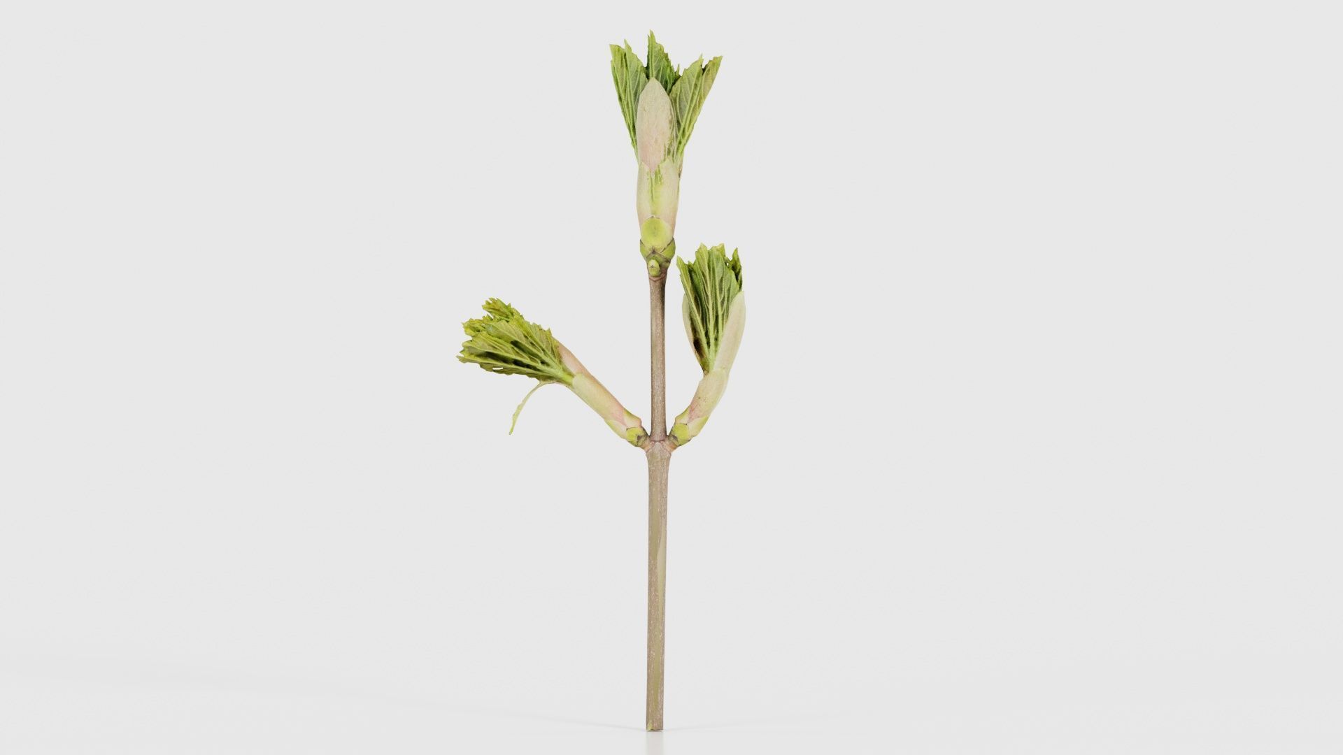 Sycamore Maple Sapindaceae Sprout Low-poly 3D model_21