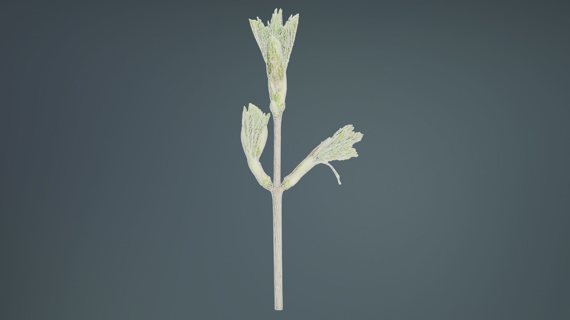 Sycamore Maple Sapindaceae Sprout Low-poly 3D model_9
