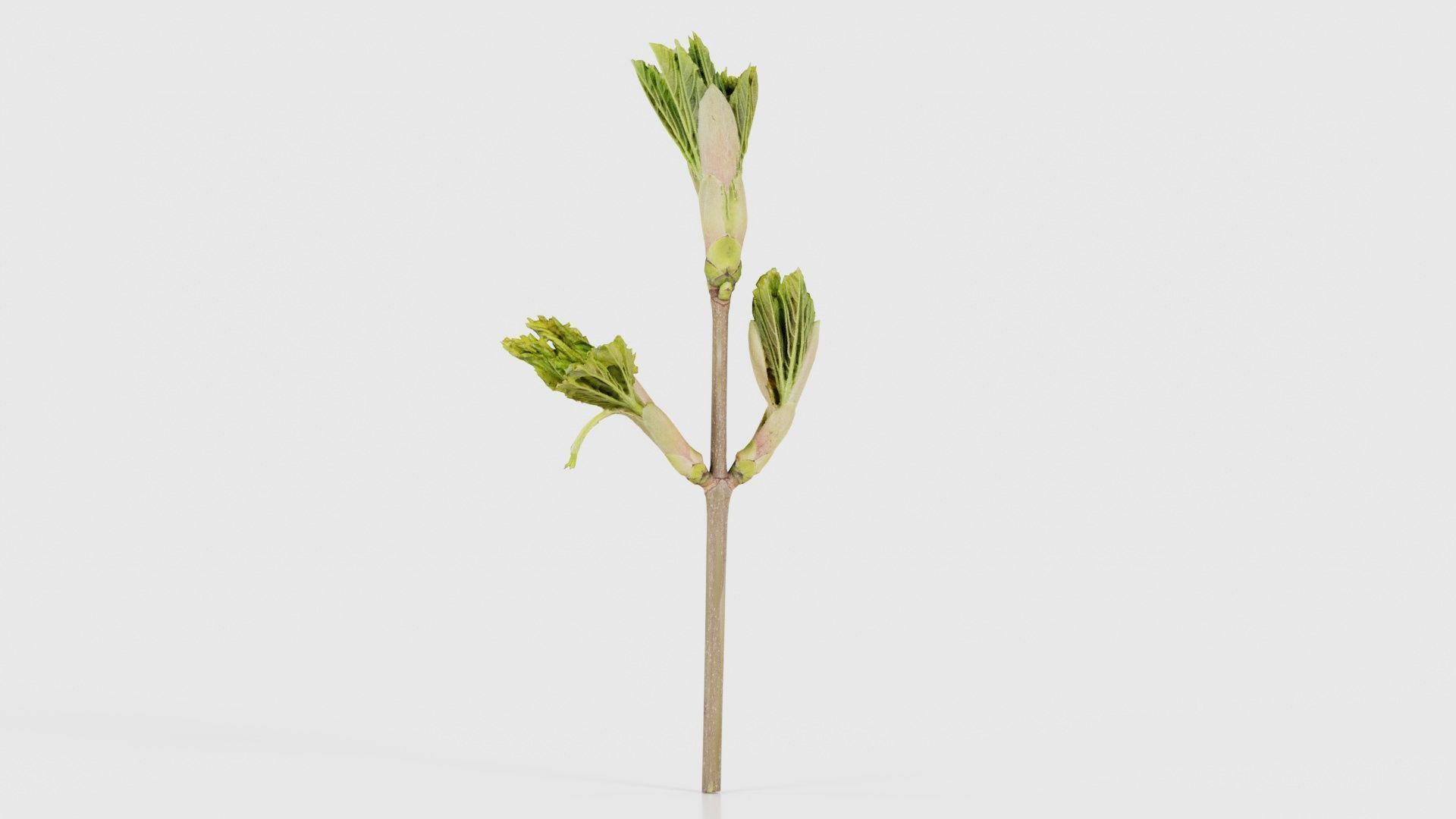 Sycamore Maple Sapindaceae Sprout Low-poly 3D model_22