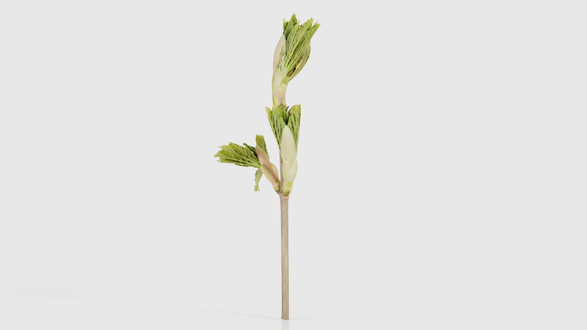 Sycamore Maple Sapindaceae Sprout Low-poly 3D model_19