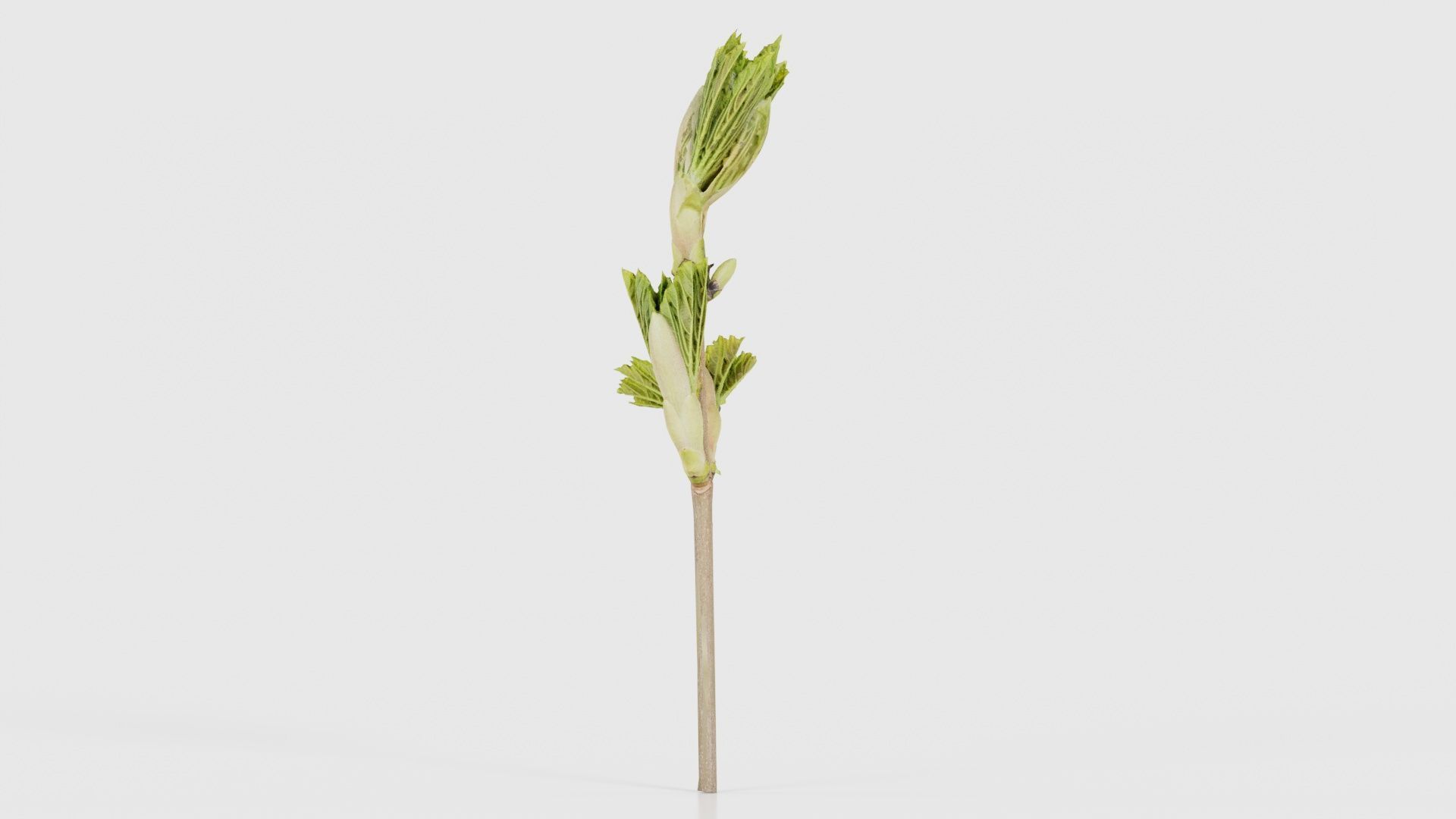 Sycamore Maple Sapindaceae Sprout Low-poly 3D model_18