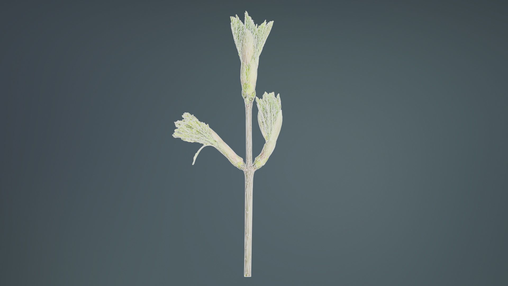 Sycamore Maple Sapindaceae Sprout Low-poly 3D model_10