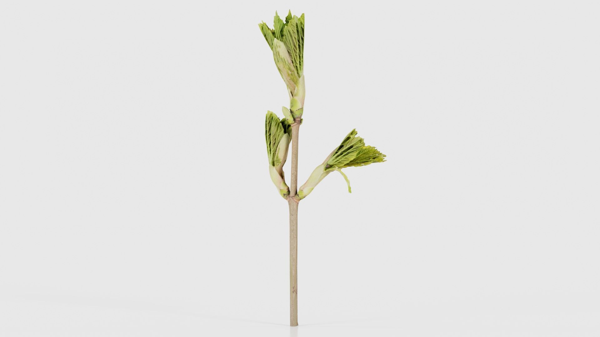 Sycamore Maple Sapindaceae Sprout Low-poly 3D model_26