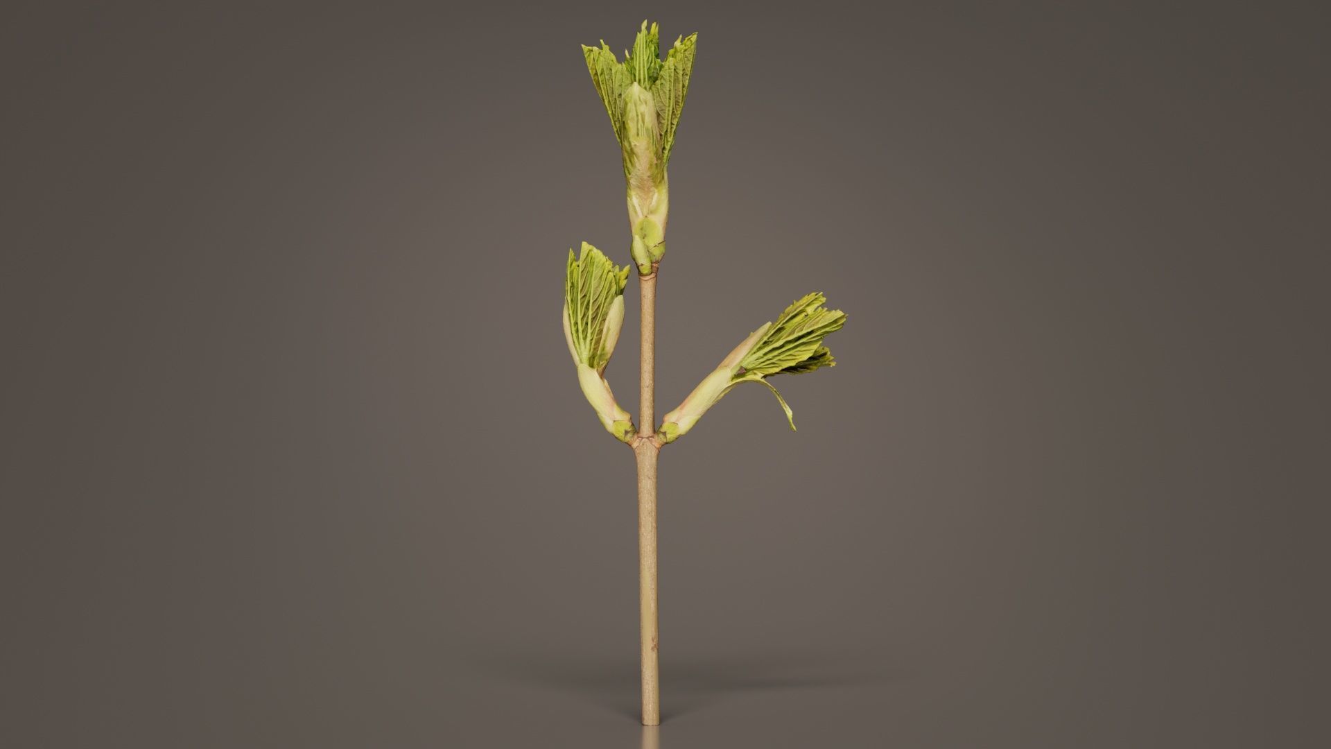 Sycamore Maple Sapindaceae Sprout Low-poly 3D model_1