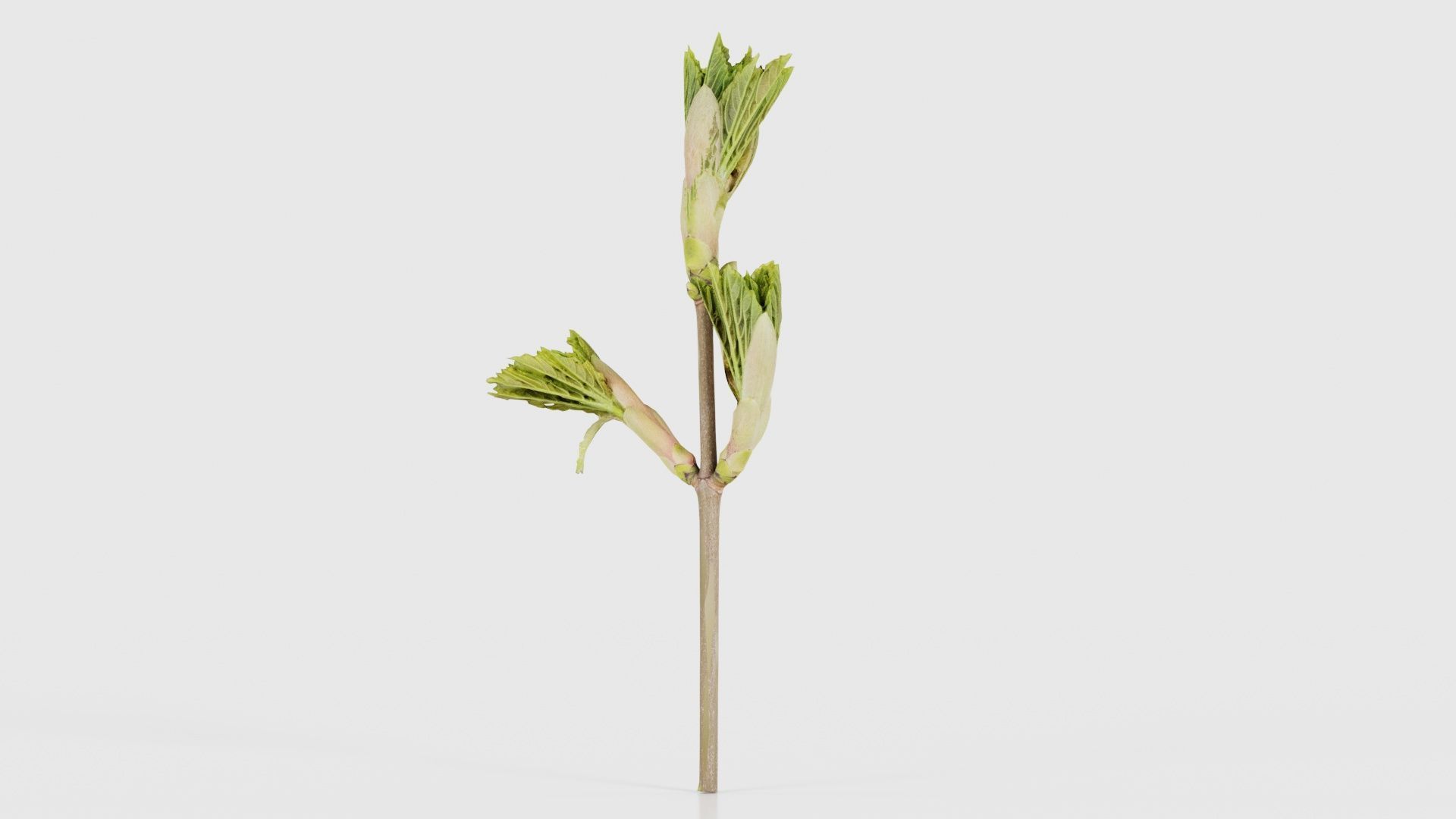 Sycamore Maple Sapindaceae Sprout Low-poly 3D model_20