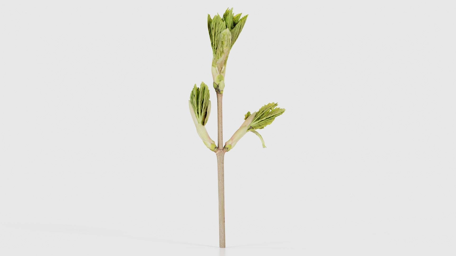 Sycamore Maple Sapindaceae Sprout Low-poly 3D model_16