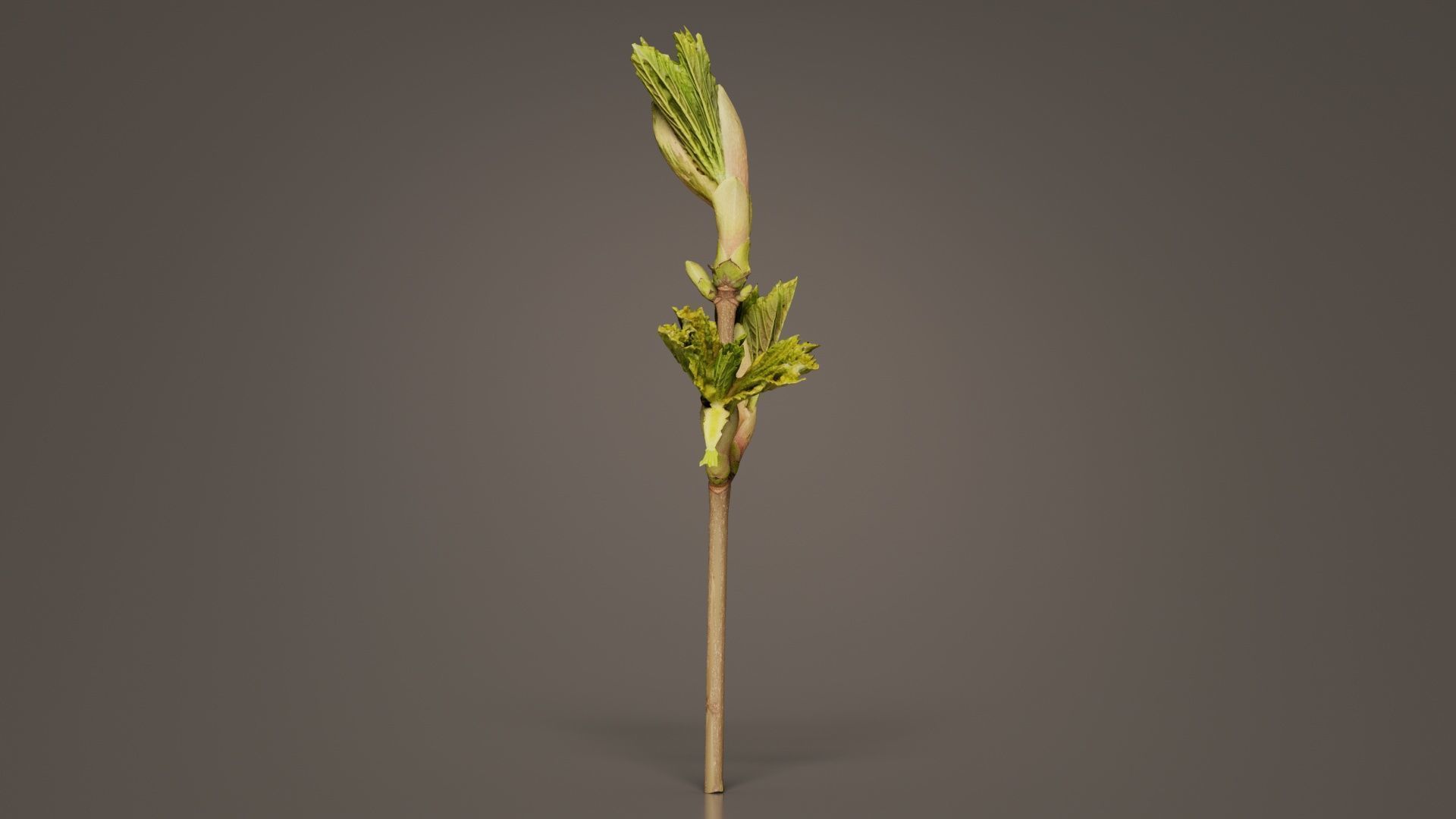 Sycamore Maple Sapindaceae Sprout Low-poly 3D model_2