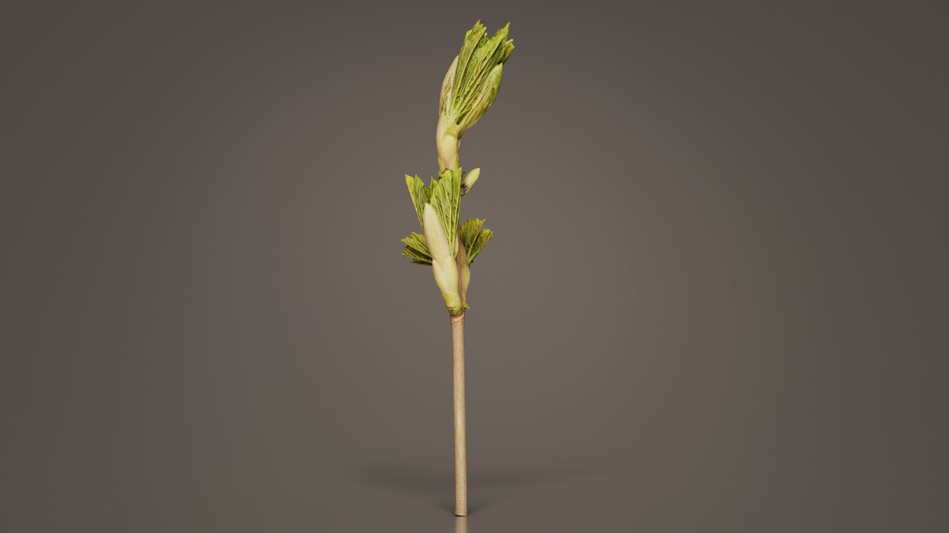 Sycamore Maple Sapindaceae Sprout Low-poly 3D model_3