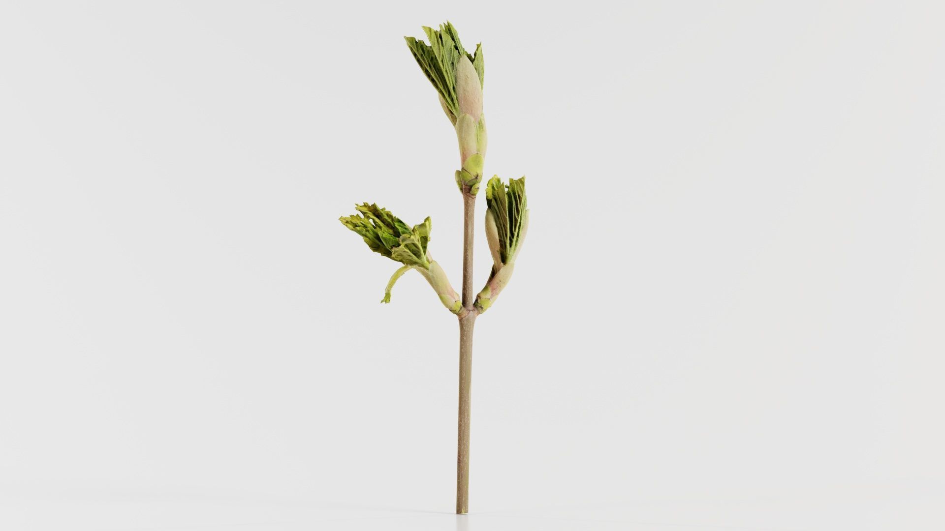 Sycamore Maple Sapindaceae Sprout Low-poly 3D model_5