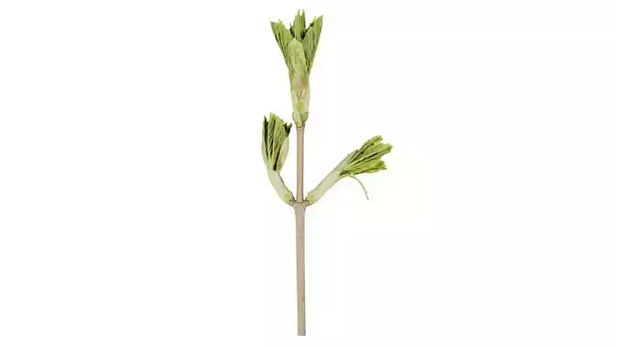 Sycamore Maple Sapindaceae Sprout Low-poly 3D model