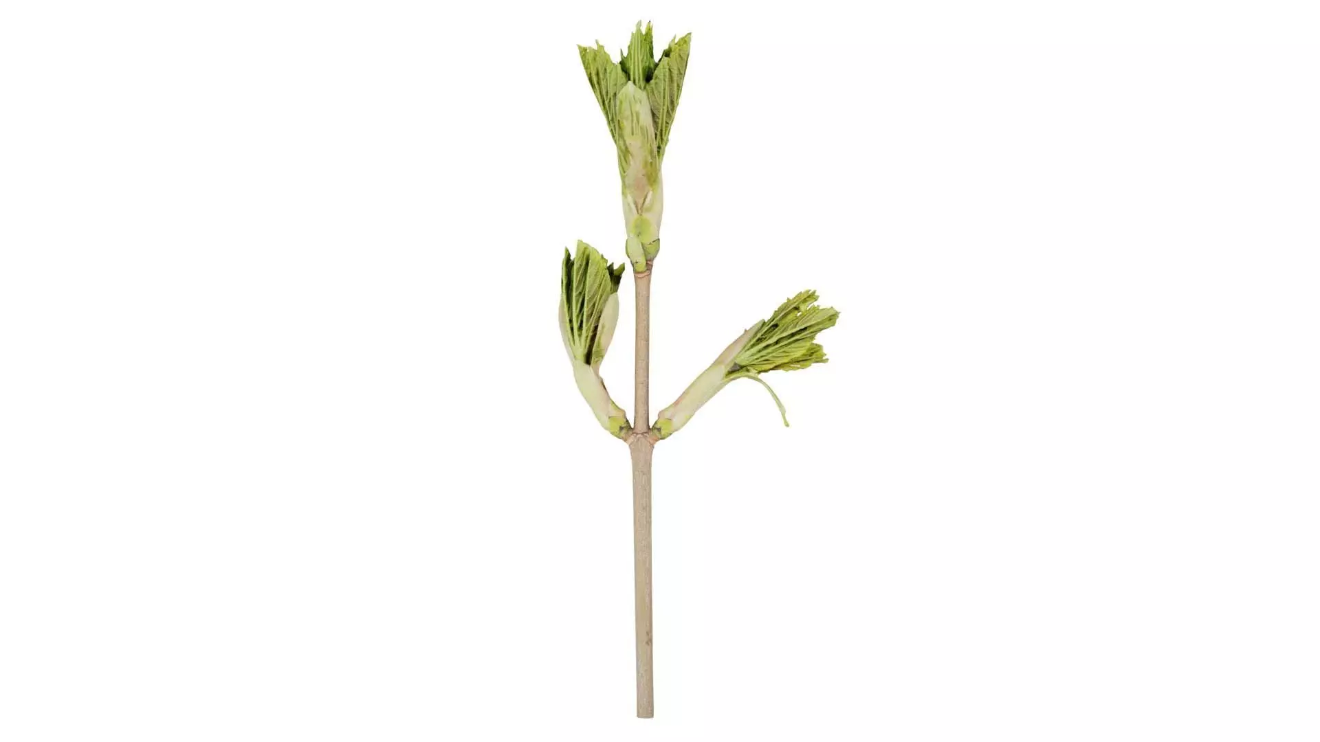 Sycamore Maple Sapindaceae Sprout Low-poly 3D model_0