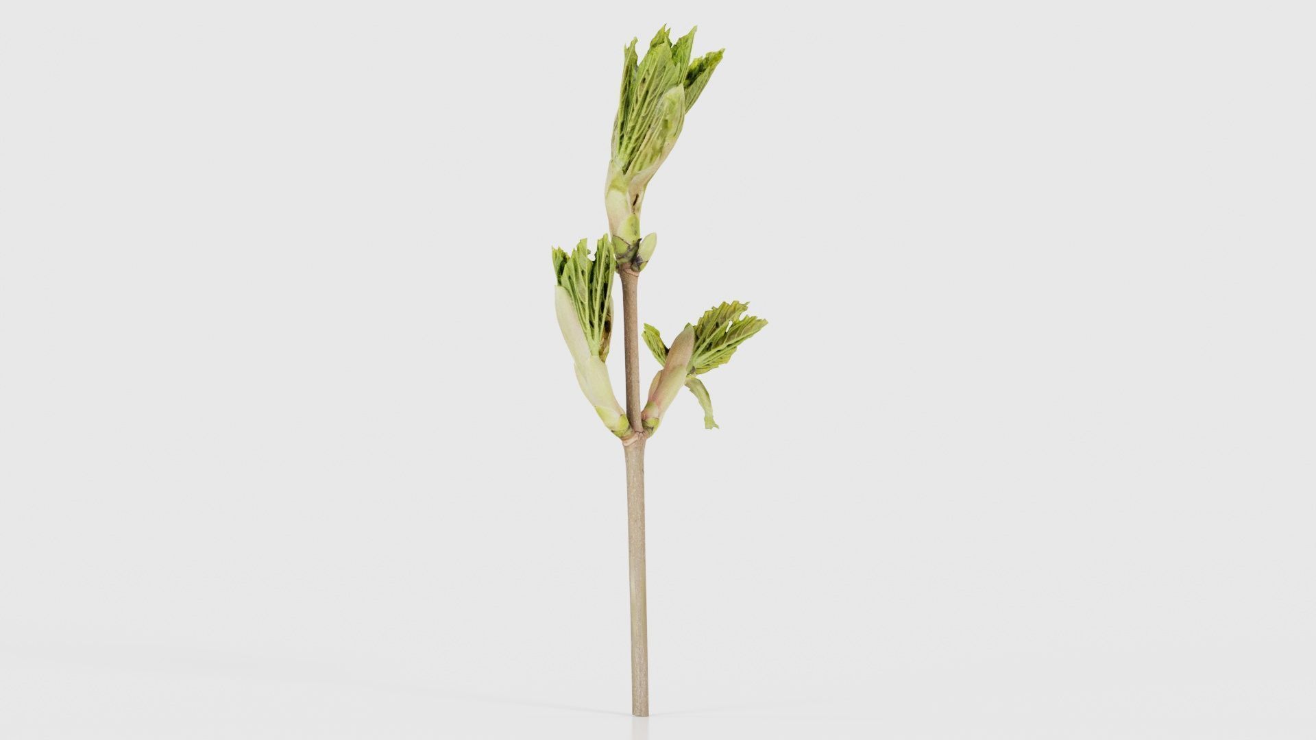 Sycamore Maple Sapindaceae Sprout Low-poly 3D model_17