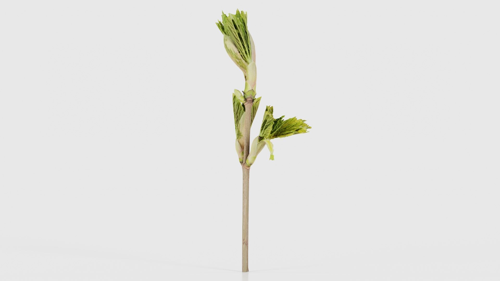 Sycamore Maple Sapindaceae Sprout Low-poly 3D model_25