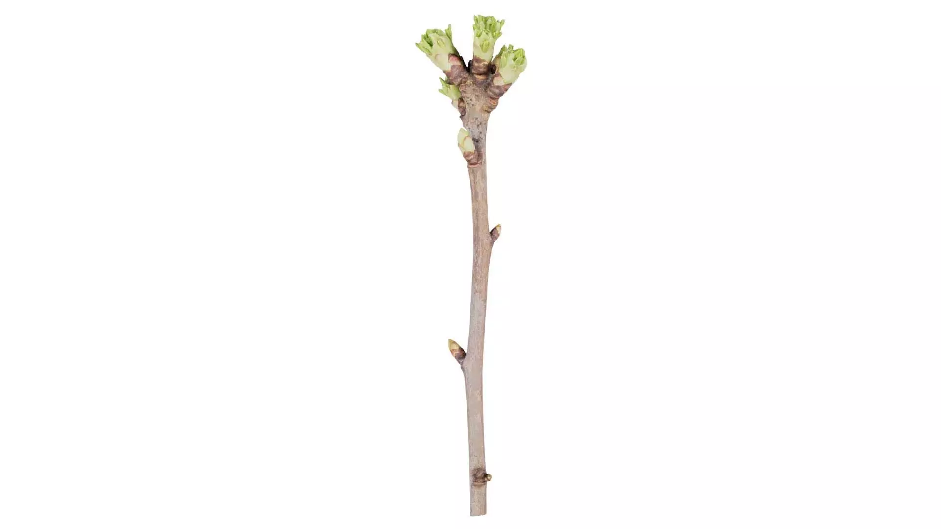 Syringa Vulgaris Common Lilac Oleaceae Sprout Low-poly 3D model