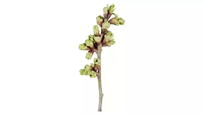 Umlmus Glabra Huds Wych Elm Ulmaceae Sprout