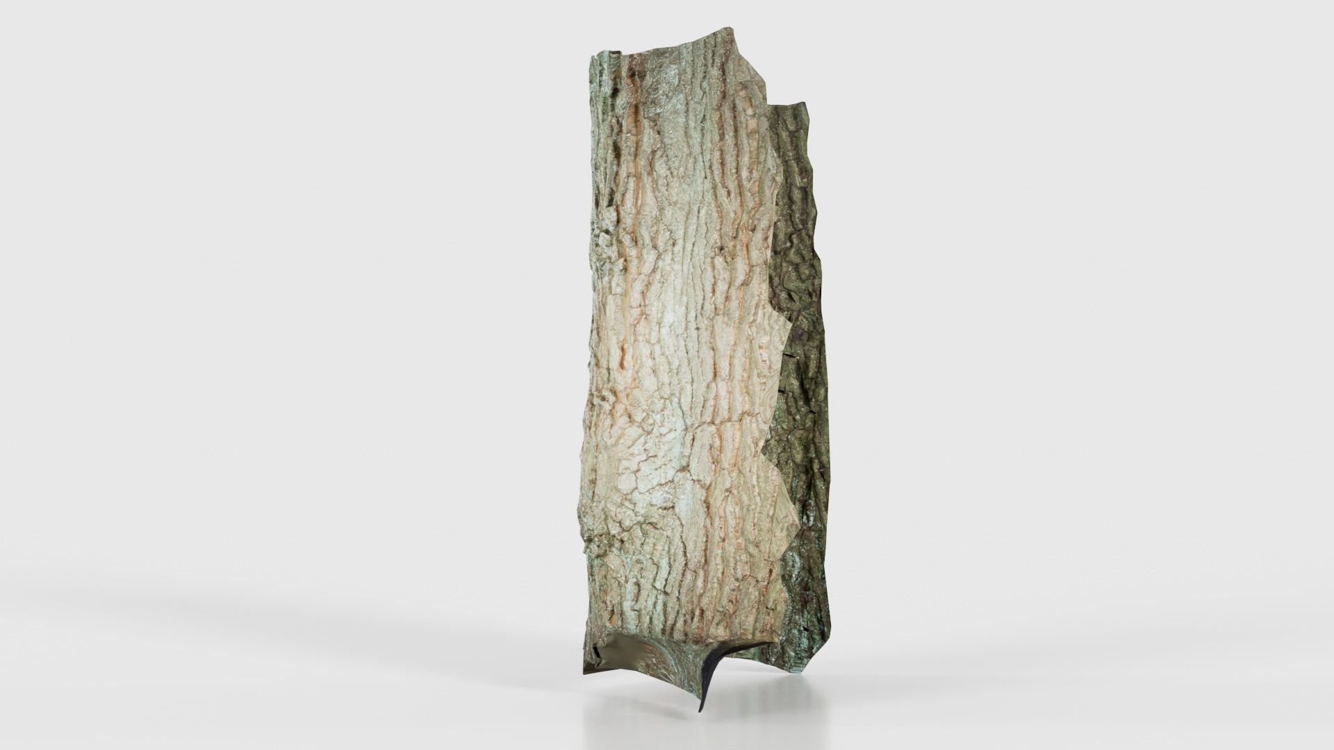 Circle Bark Low-poly 3D model_22