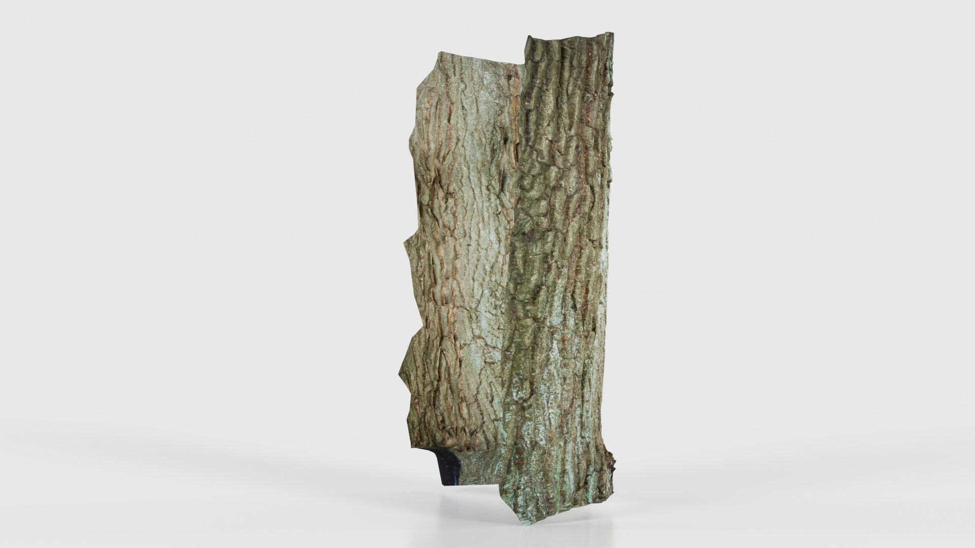Circle Bark Low-poly 3D model_17