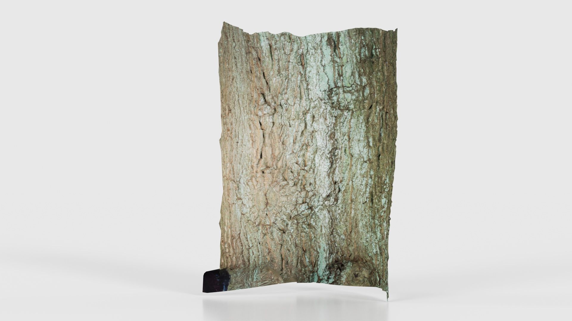 Circle Bark Low-poly 3D model_19