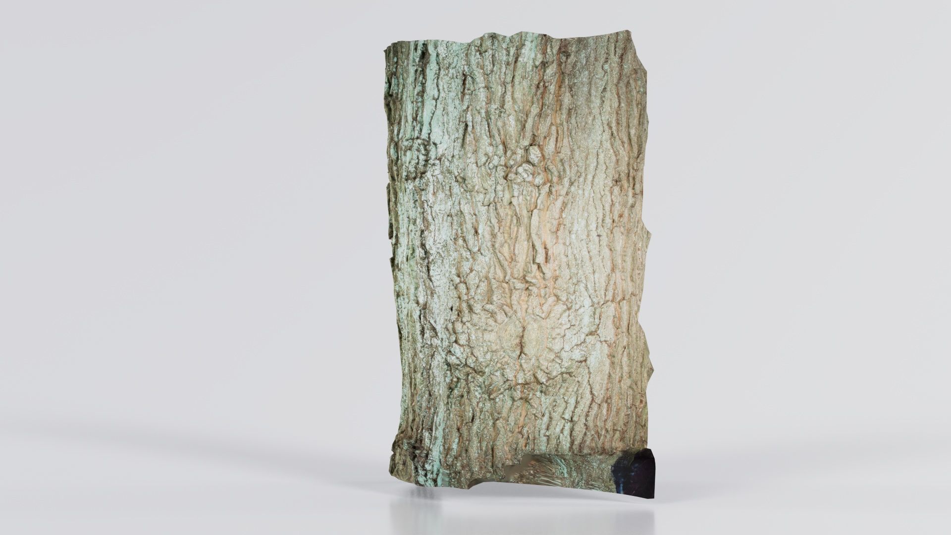 Circle Bark Low-poly 3D model_7