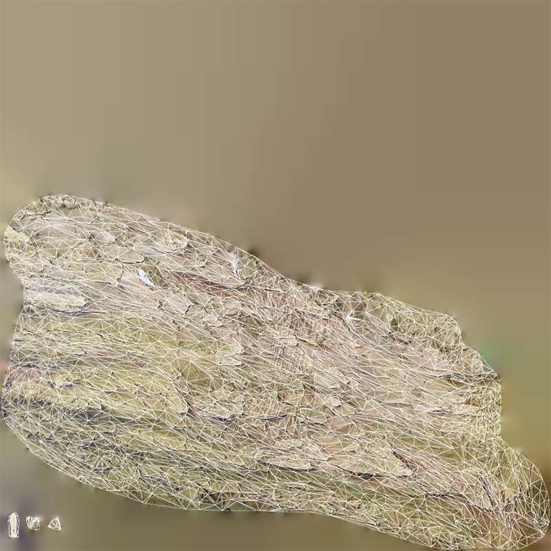 Crack Bark Low-poly 3D model_14