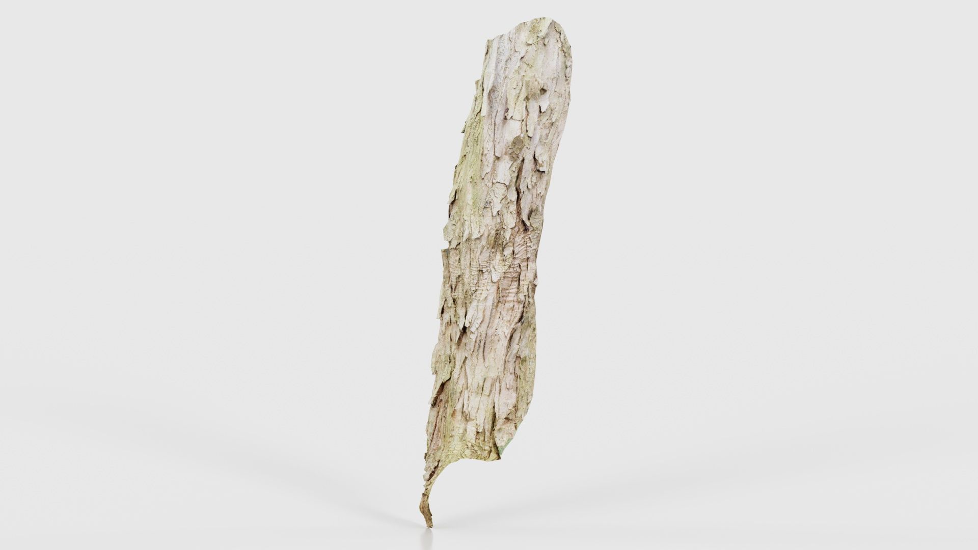 Crack Bark Low-poly 3D model_25
