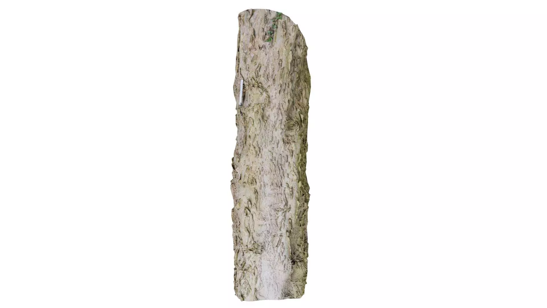 Curved Bark Low-poly 3D model_0