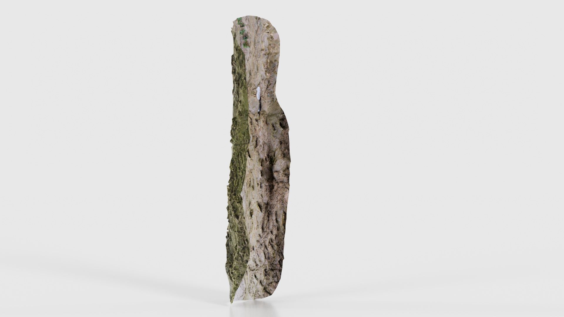 Curved Bark Low-poly 3D model_23