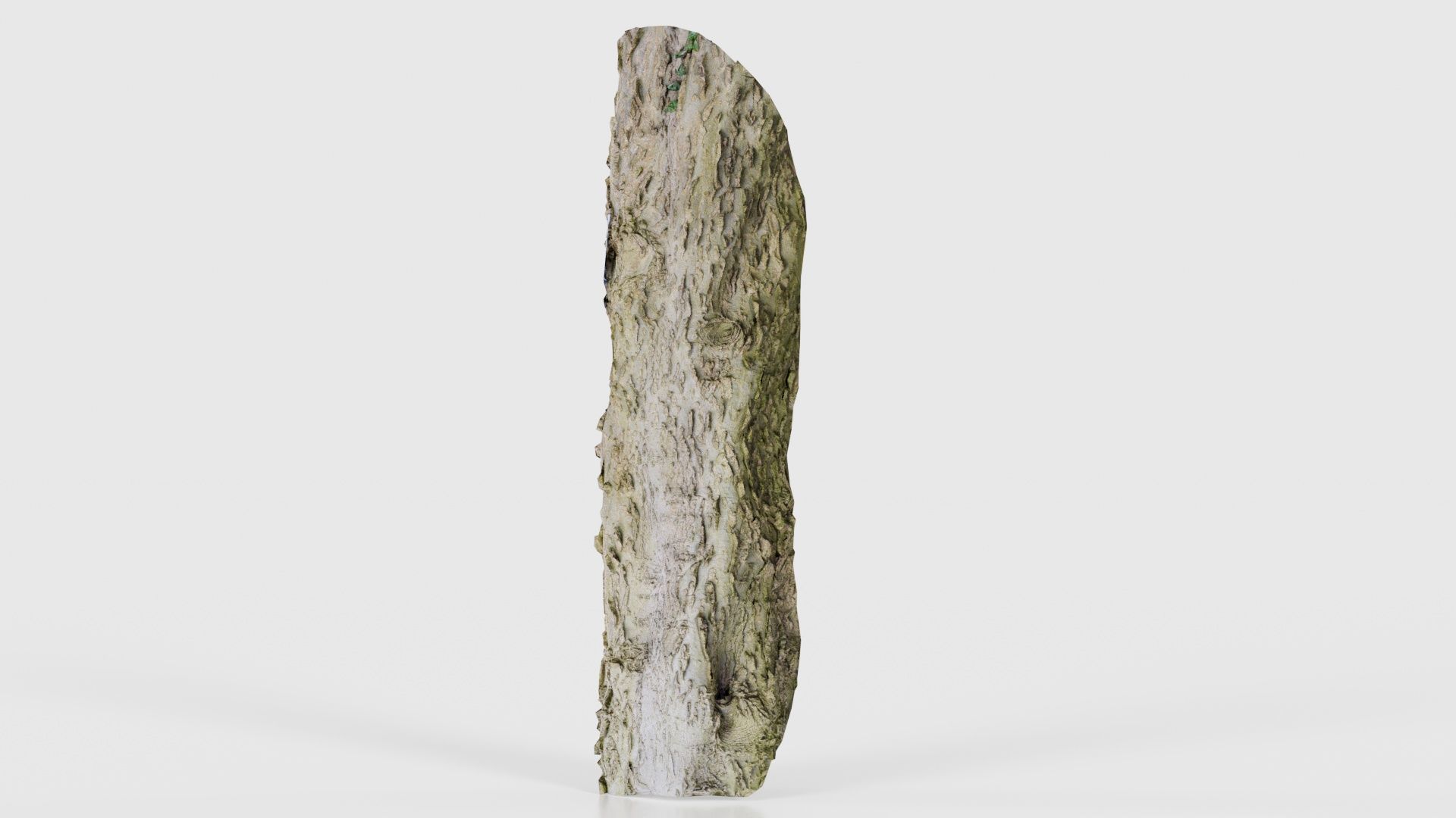 Curved Bark Low-poly 3D model_26