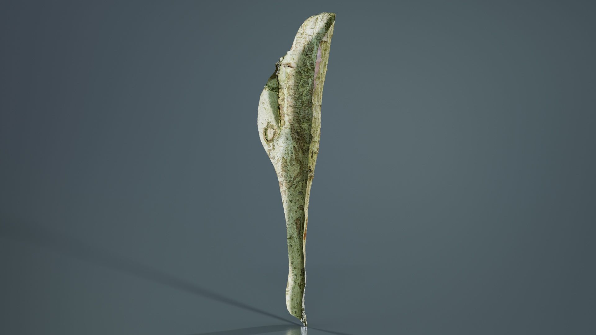 Small Branch Low-poly 3D model_6