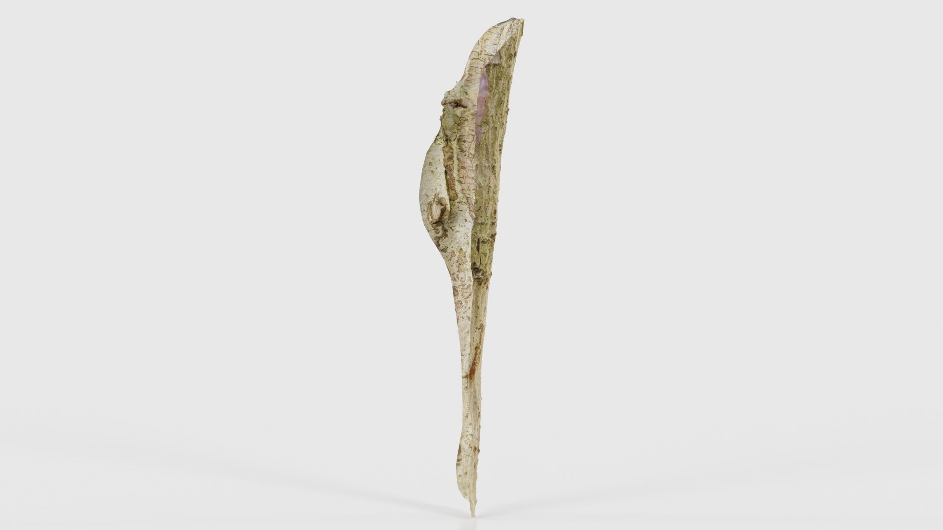 Small Branch Low-poly 3D model_19