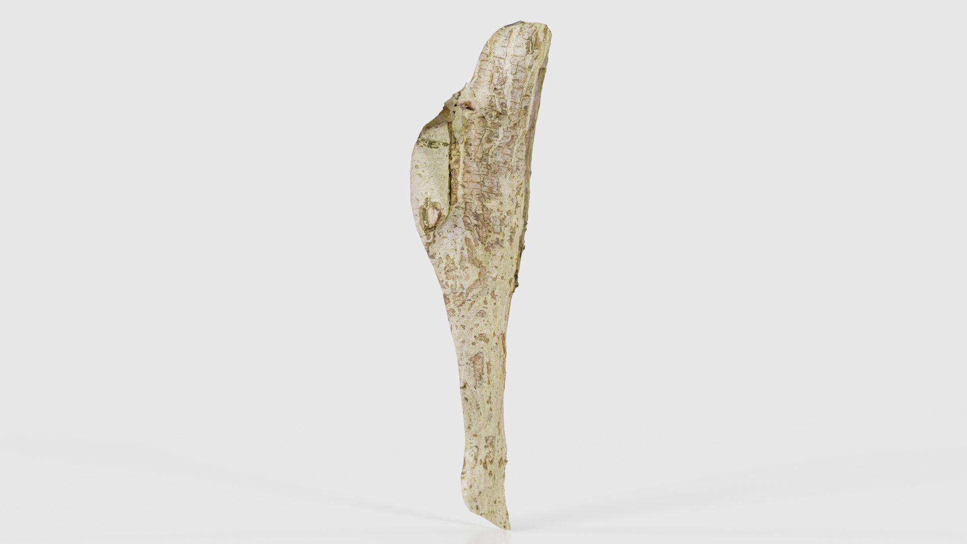 Small Branch Low-poly 3D model_20