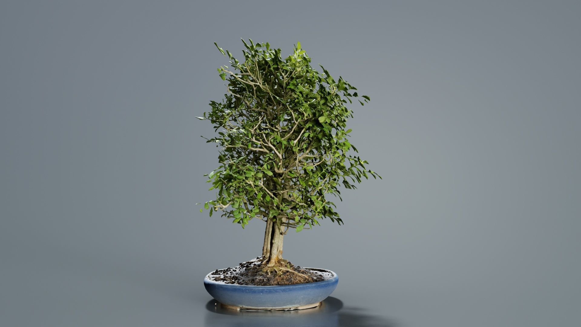 Chines Elm Bonsai Forest Low-poly 3D model_2