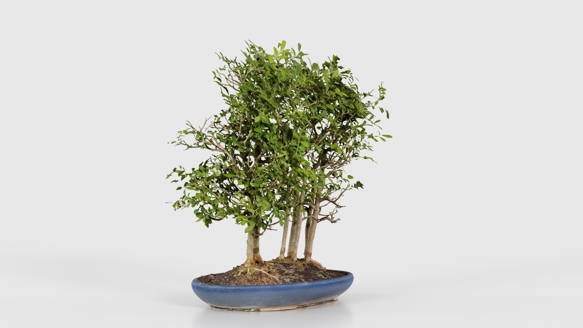 Chines Elm Bonsai Forest Low-poly 3D model_17