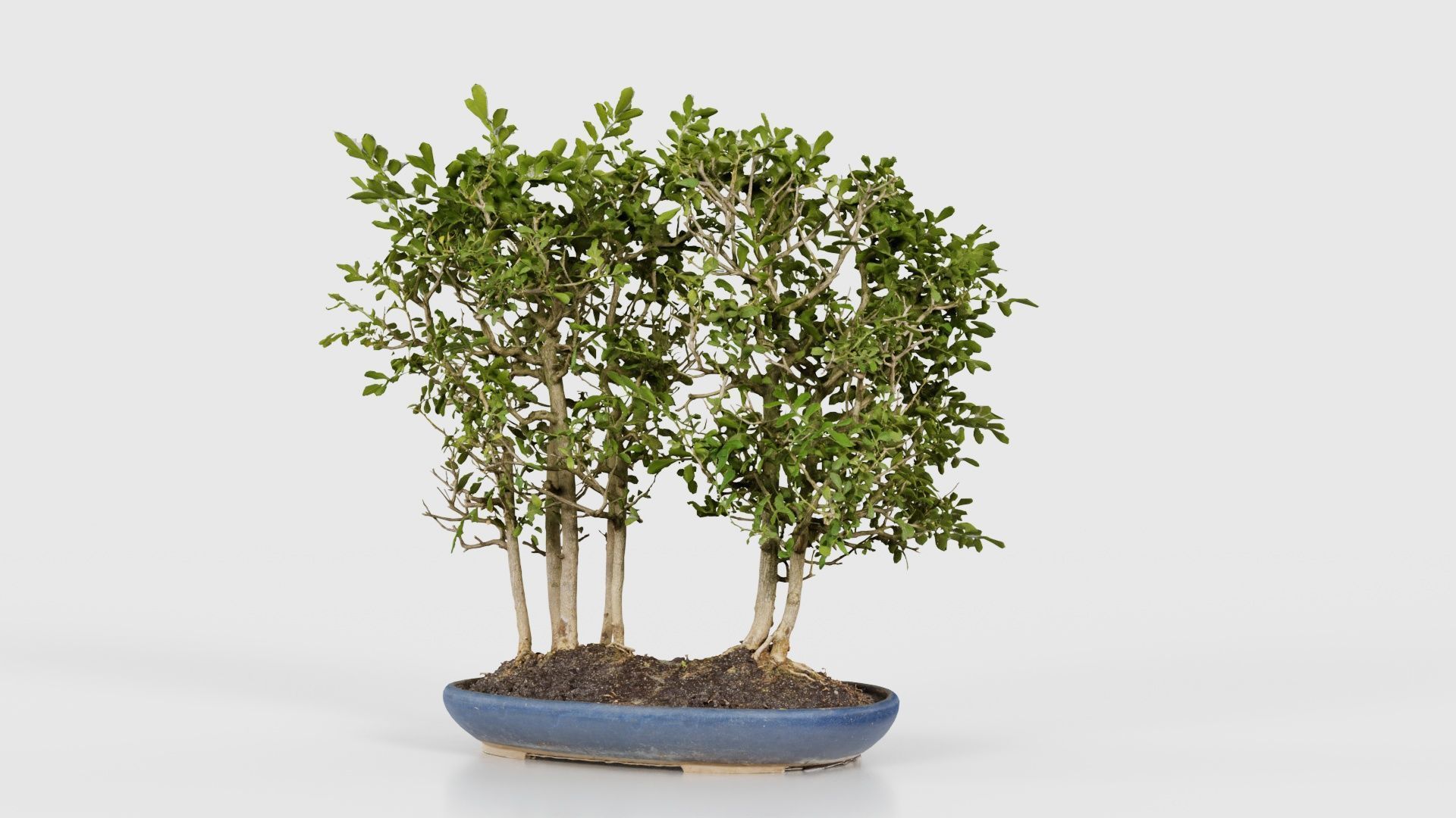Chines Elm Bonsai Forest Low-poly 3D model_20