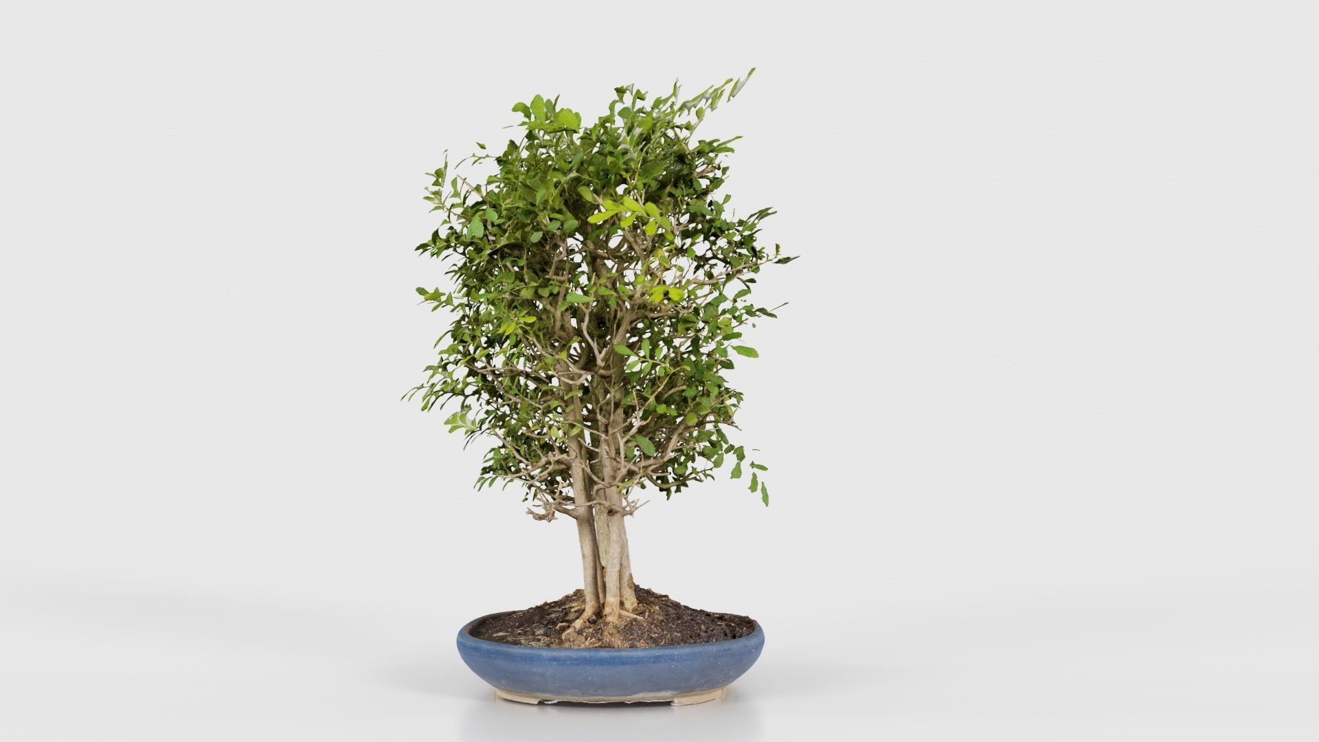 Chines Elm Bonsai Forest Low-poly 3D model_24