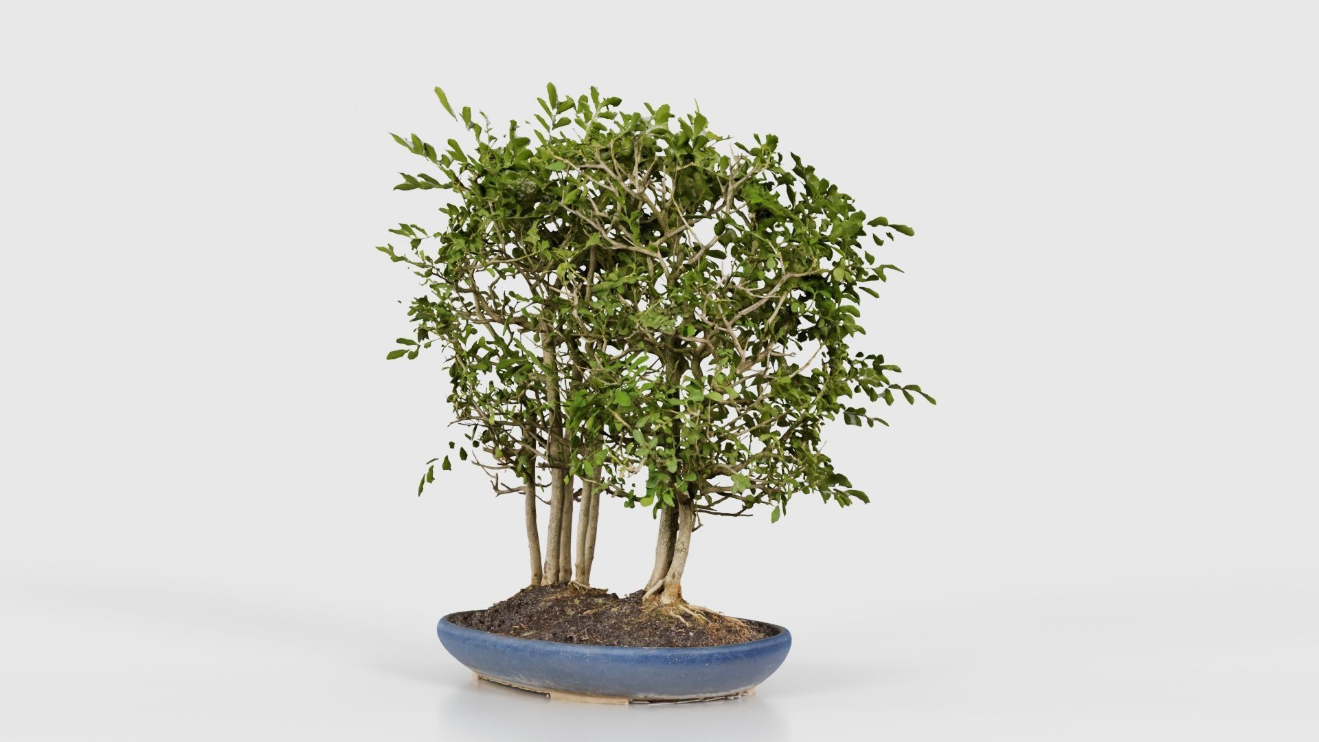 Chines Elm Bonsai Forest Low-poly 3D model_19
