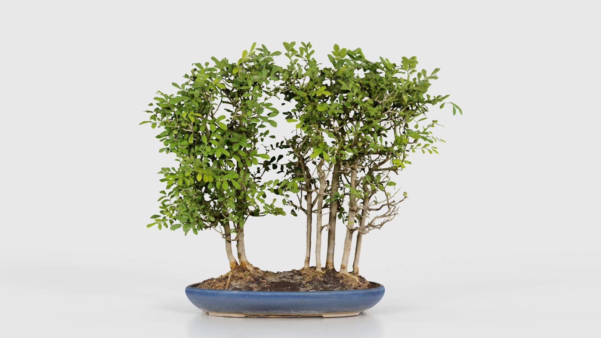 Chines Elm Bonsai Forest Low-poly 3D model_15