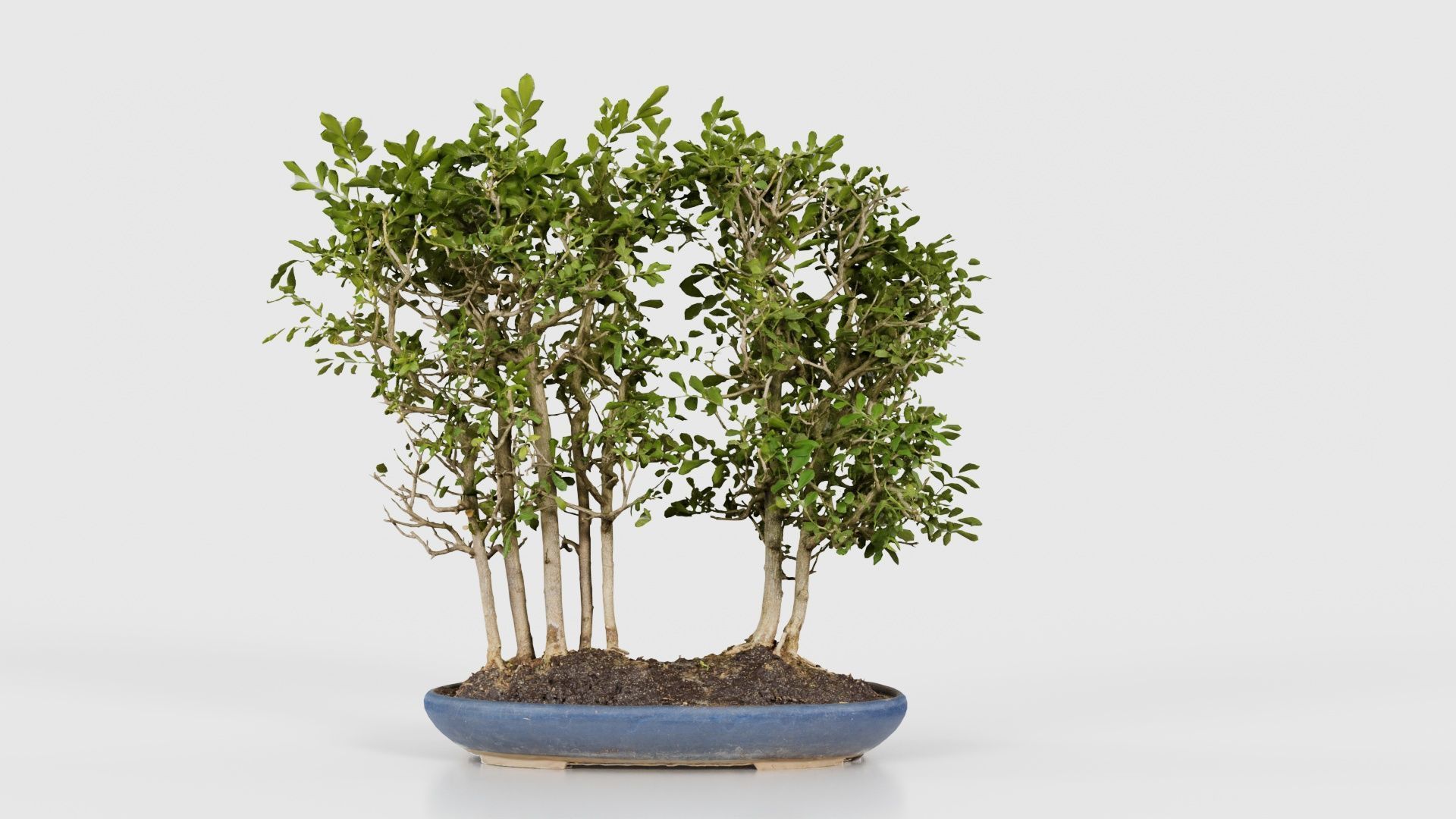 Chines Elm Bonsai Forest Low-poly 3D model_21
