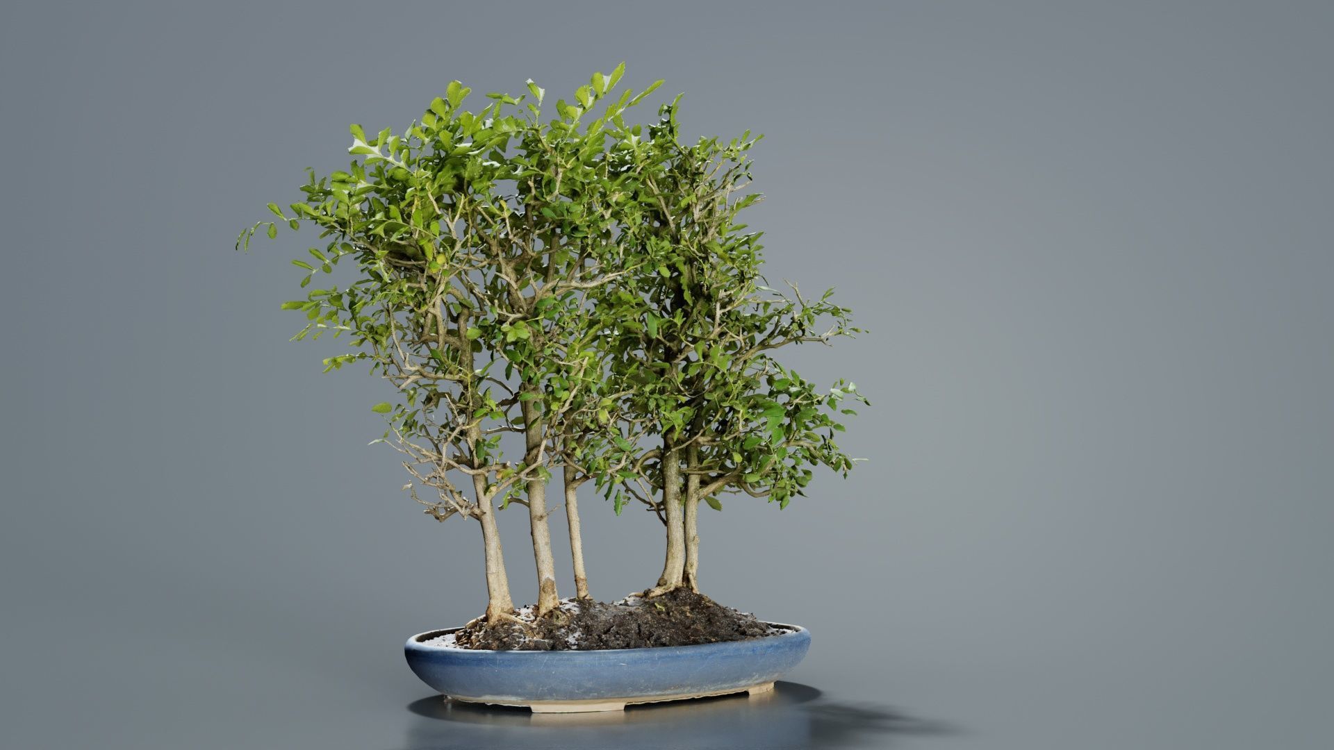 Chines Elm Bonsai Forest Low-poly 3D model_5