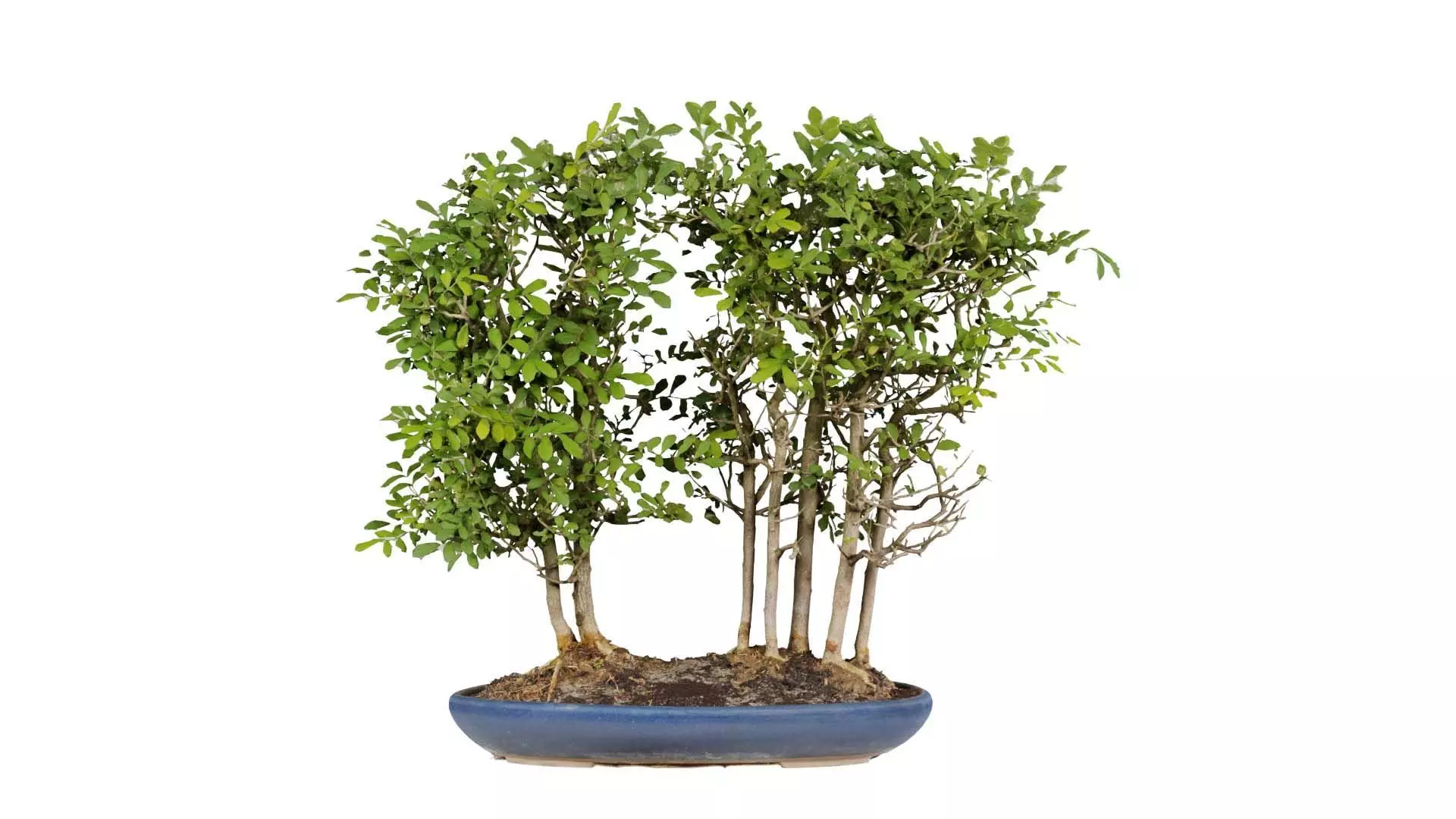 Chines Elm Bonsai Forest Low-poly 3D model_0