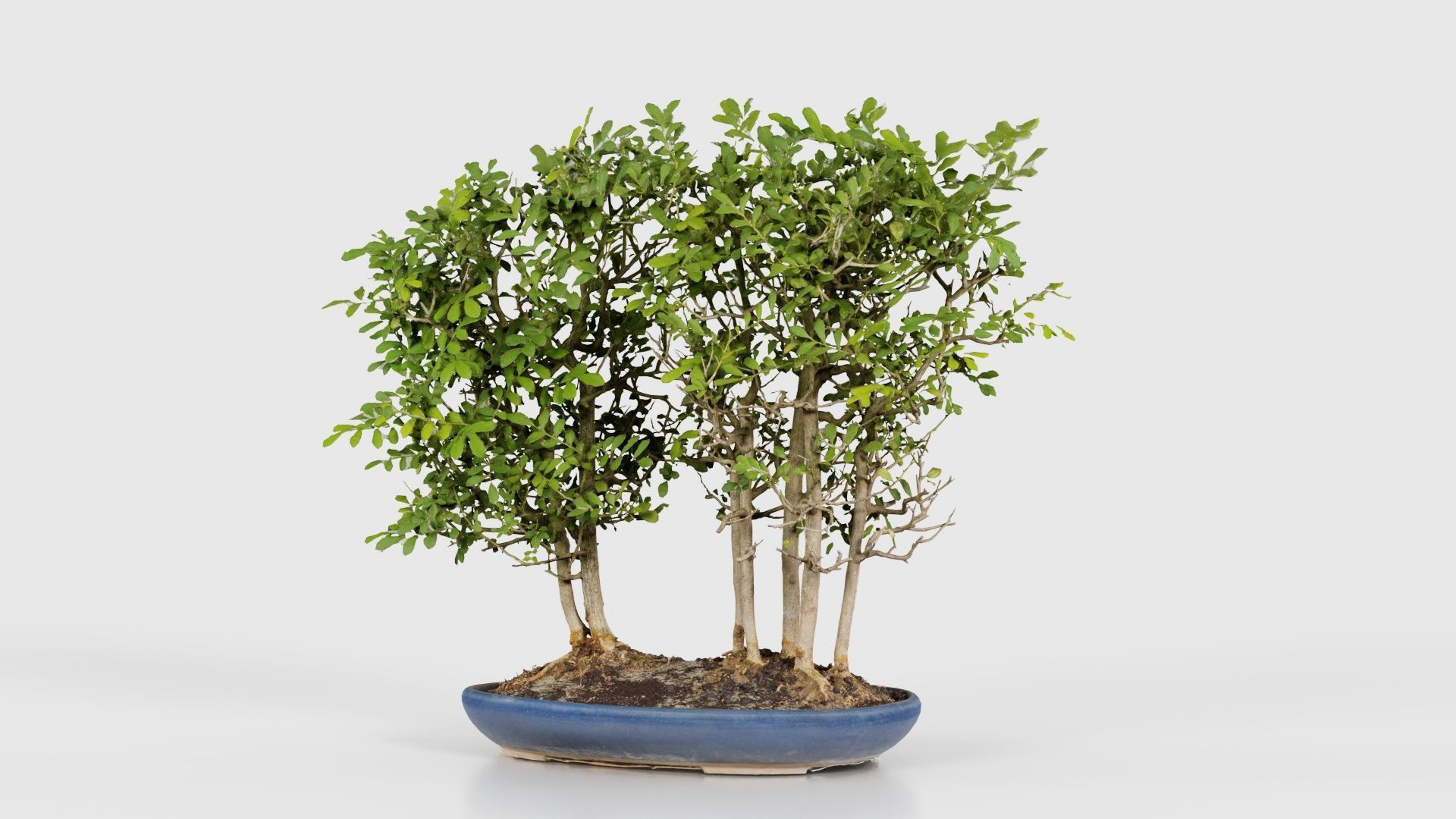 Chines Elm Bonsai Forest Low-poly 3D model_26