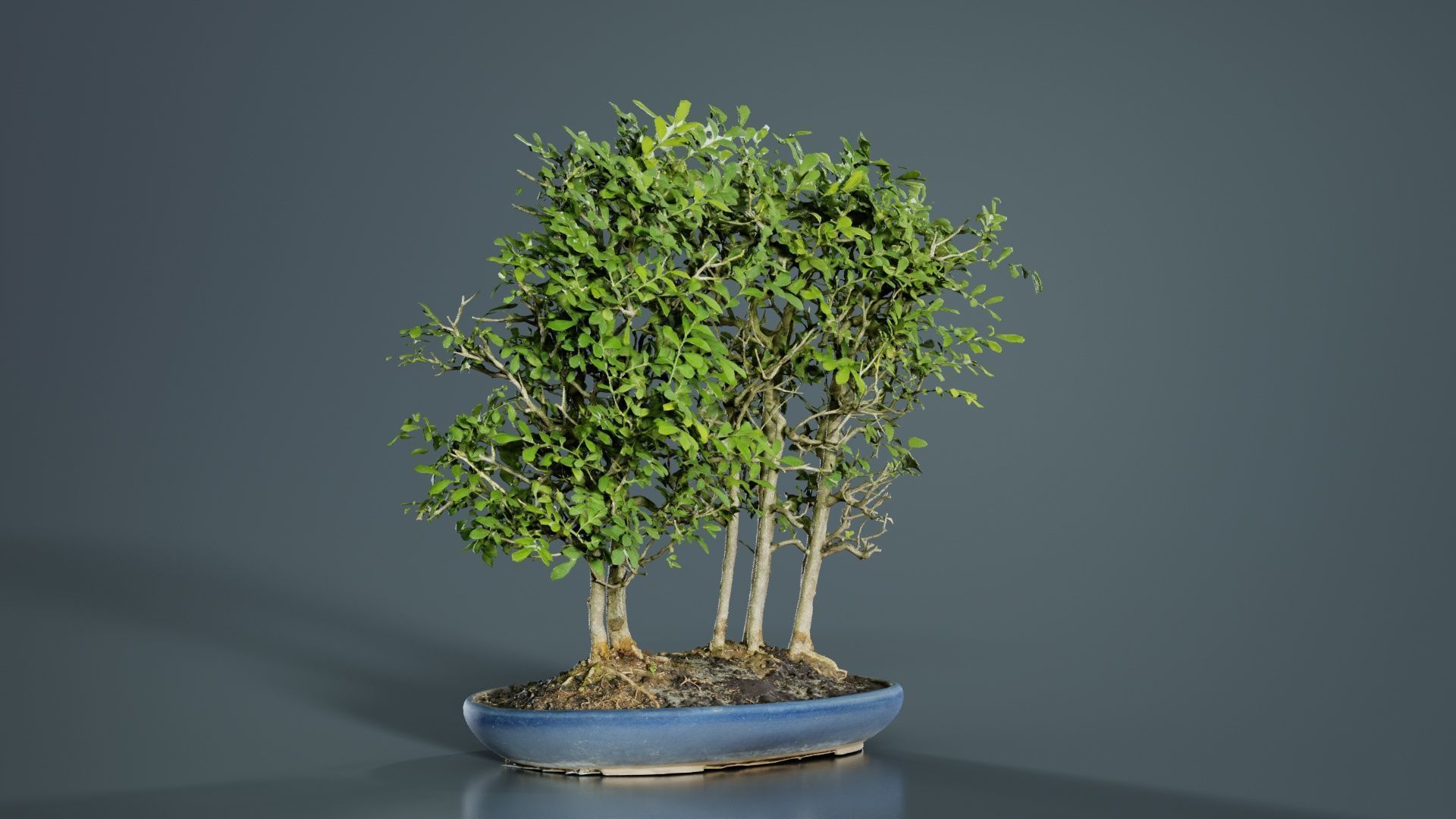 Chines Elm Bonsai Forest Low-poly 3D model_6