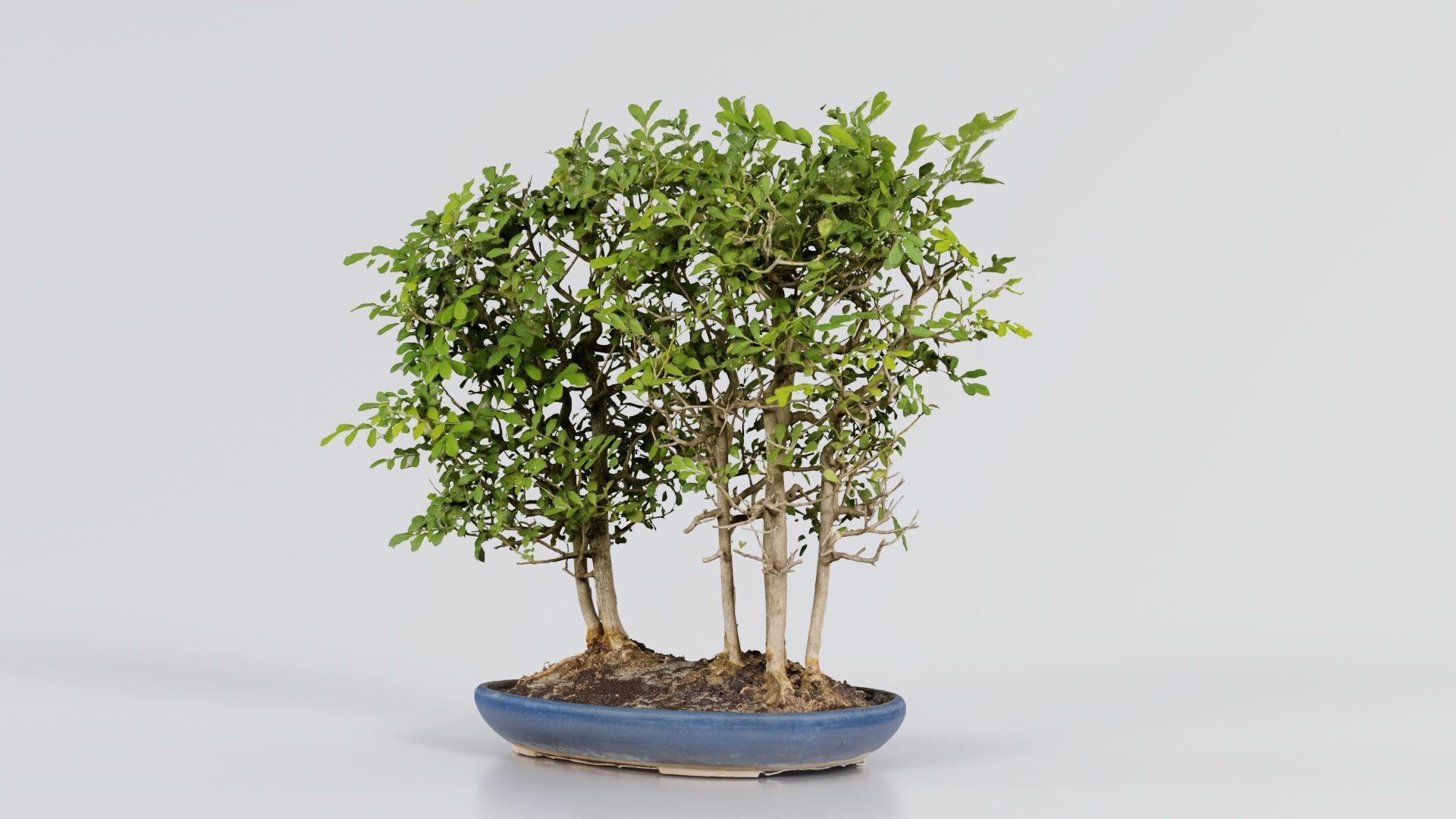Chines Elm Bonsai Forest Low-poly 3D model_7