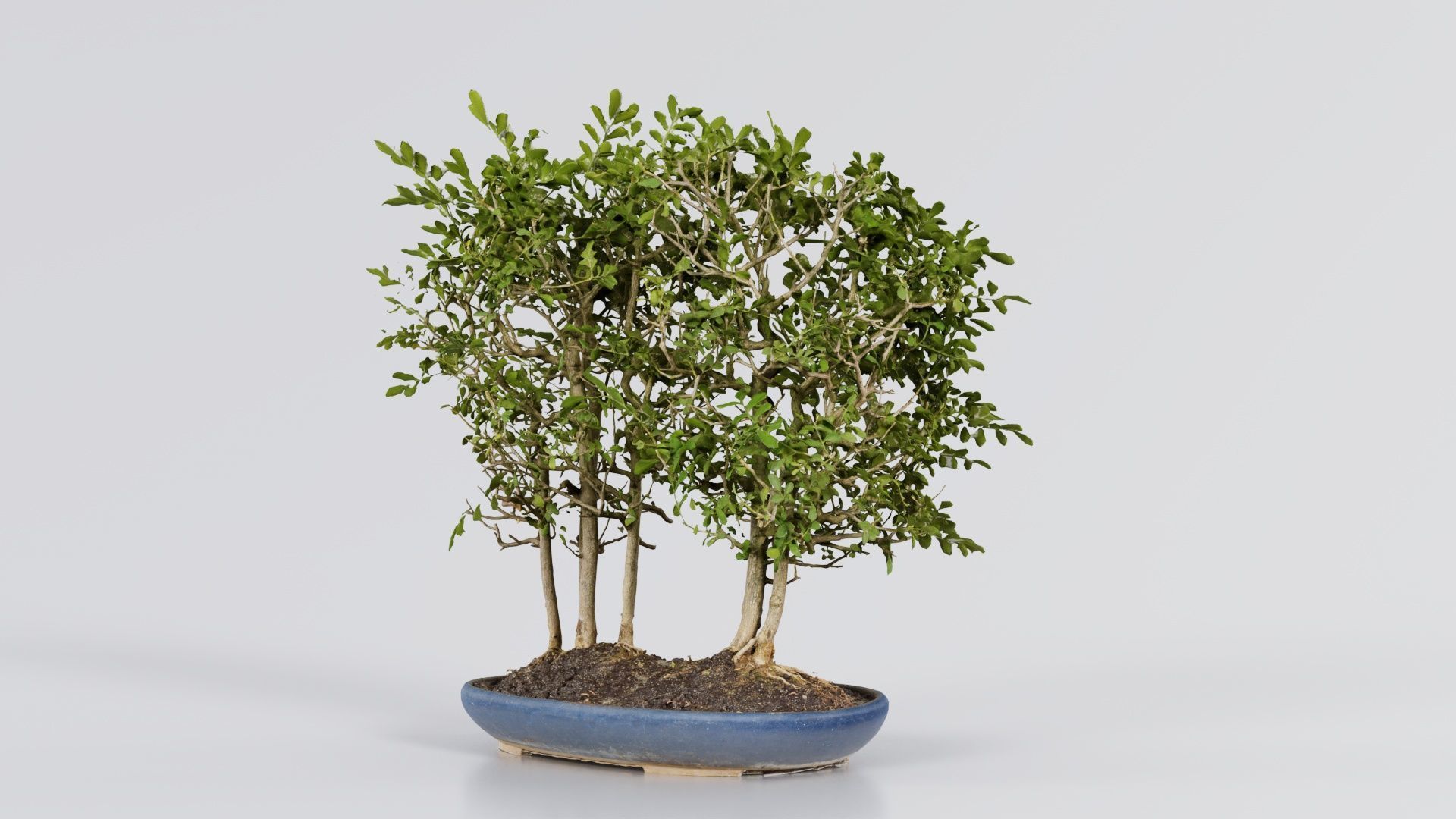 Chines Elm Bonsai Forest Low-poly 3D model_1