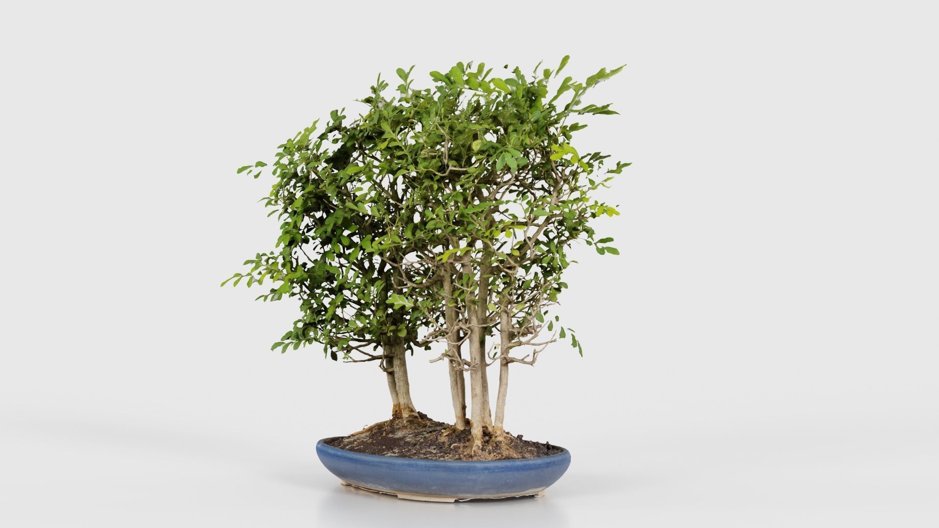 Chines Elm Bonsai Forest Low-poly 3D model_25