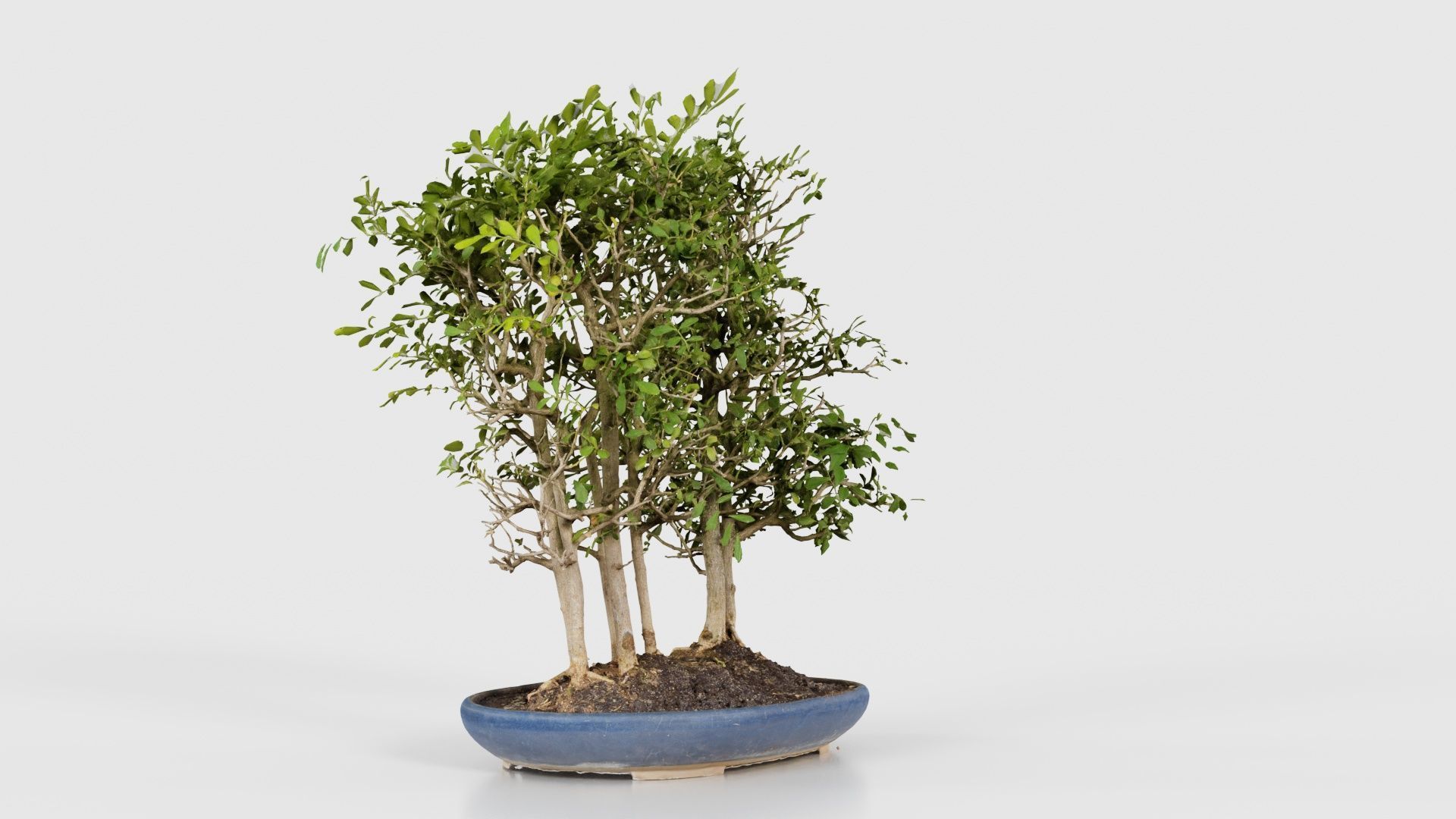 Chines Elm Bonsai Forest Low-poly 3D model_23