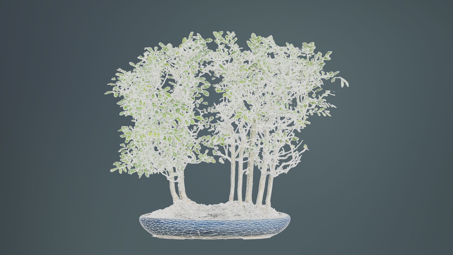 Chines Elm Bonsai Forest Low-poly 3D model_9