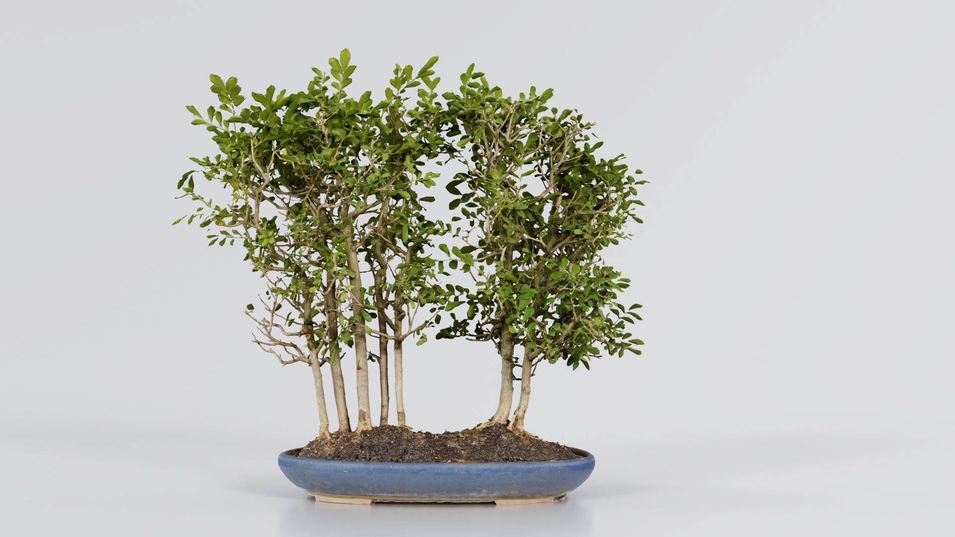 Chines Elm Bonsai Forest Low-poly 3D model_3