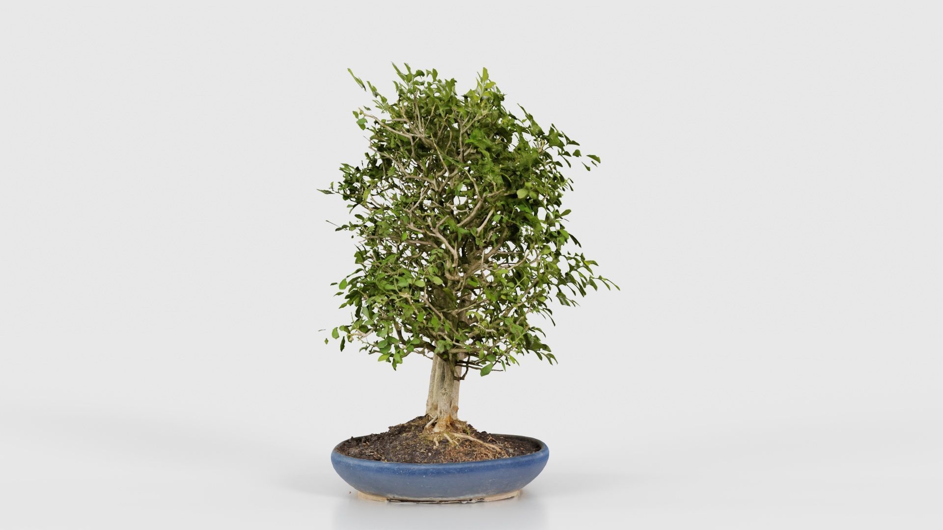 Chines Elm Bonsai Forest Low-poly 3D model_18